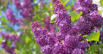 Rückläufige Umsätze und sinkende Pro-Kopf-Ausgaben prägen deutschen Blumenmarkt (Foto: AdobeStock - M. Schuppich 151419999)